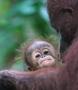orangutan mládě